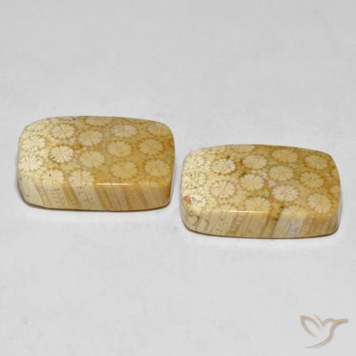 Shop natural 33.38ct Multicolore corail fossile gems, Coussin, from Indonésie at GemSelect. In stock, global shipping!