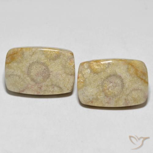 Shop natural 30.24ct Multicolore Corail fossile gems, Coussin, from Indonésie at GemSelect. In stock, global shipping!