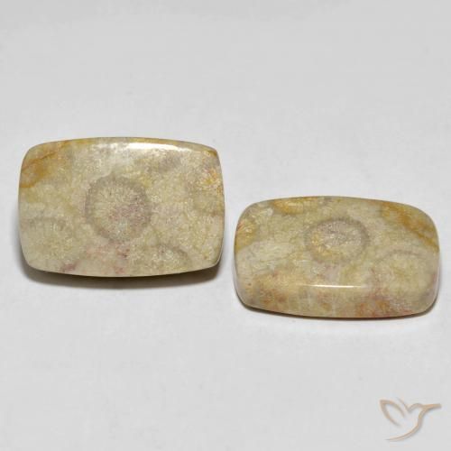 Shop natural 30.24ct Multicolore Corail fossile gems, Coussin, from Indonésie at GemSelect. In stock, global shipping!