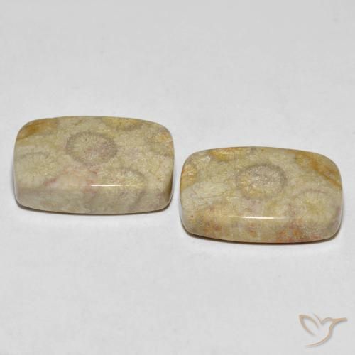 Shop natural 30.24ct Multicolore Corail fossile gems, Coussin, from Indonésie at GemSelect. In stock, global shipping!