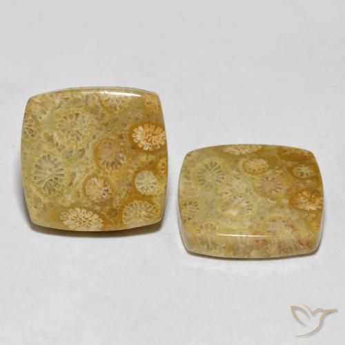 Shop natural 24.61ct Multicolore corail fossile gems, Coussin, from Indonésie at GemSelect. In stock, global shipping!