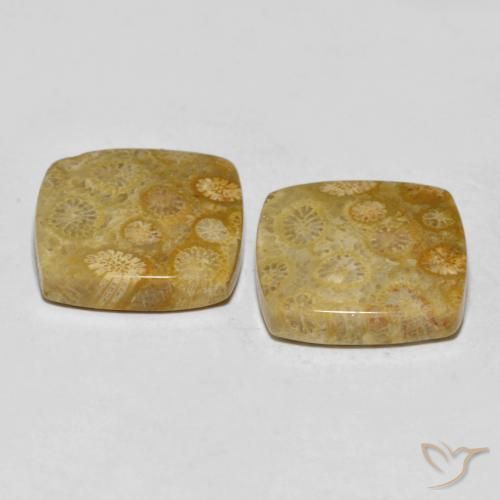 Shop natural 24.61ct Multicolore corail fossile gems, Coussin, from Indonésie at GemSelect. In stock, global shipping!