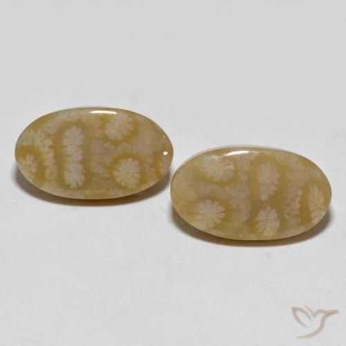 20.80ctw Naturel Multicolore corail fossile, ovale, Opaque