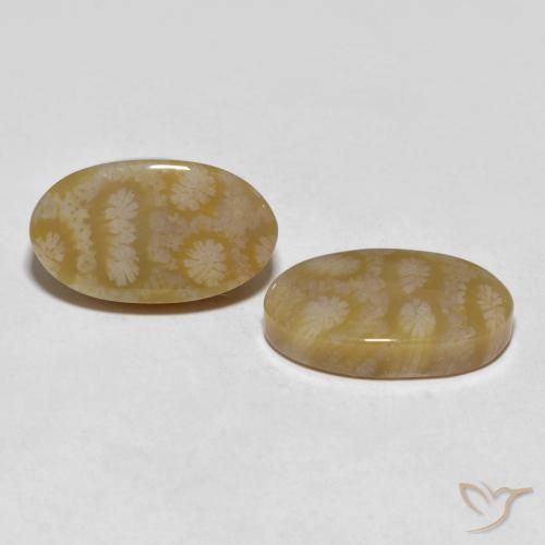 Shop natural 20.80ct Multicolore corail fossile gems, ovale, from Indonésie at GemSelect. In stock, global shipping!
