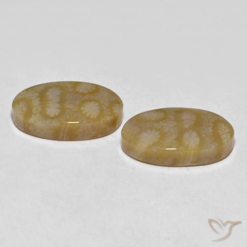 Shop natural 20.80ct Multicolore corail fossile gems, ovale, from Indonésie at GemSelect. In stock, global shipping!