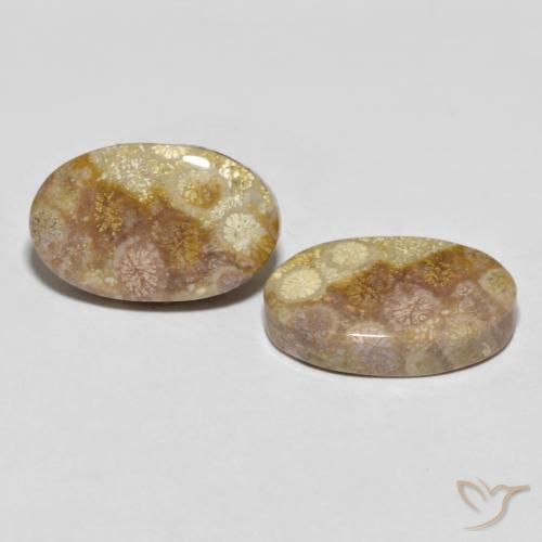 Shop natural 35.47ct Multicolore Corail fossile gems, ovale, from Indonésie at GemSelect. In stock, global shipping!