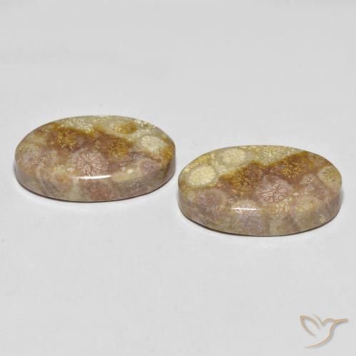 Shop natural 35.47ct Multicolore Corail fossile gems, ovale, from Indonésie at GemSelect. In stock, global shipping!