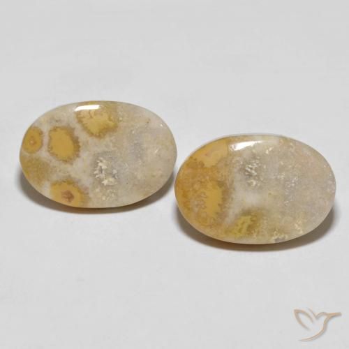 25.55ctw Naturel Multicolore Corail fossile, ovale, Opaque