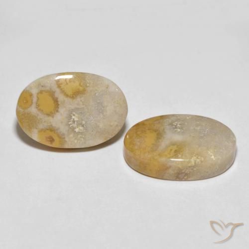 Shop natural 25.55ct Multicolore corail fossile gems, ovale, from Indonésie at GemSelect. In stock, global shipping!
