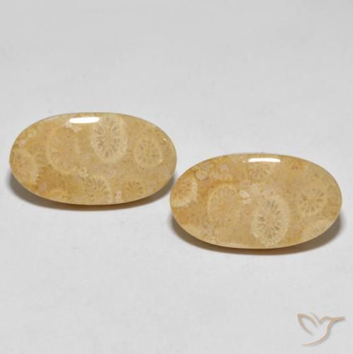 27.45ctw Naturel Multicolore corail fossile, ovale, Opaque