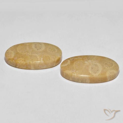 Shop natural 27.45ct Multicolore corail fossile gems, ovale, from Indonésie at GemSelect. In stock, global shipping!