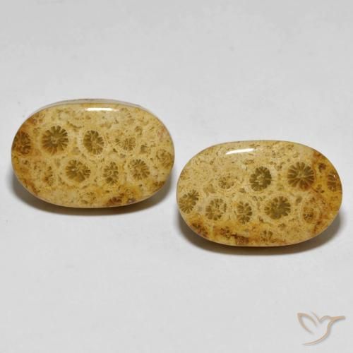 29.82ctw Naturel Multicolore Corail fossile, ovale, Opaque