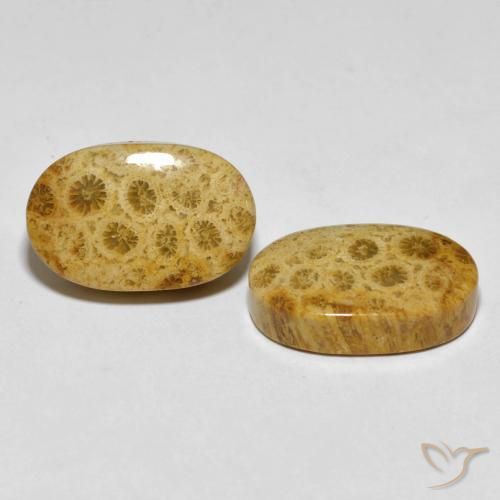 Shop natural 29.82ct Multicolore corail fossile gems, ovale, from Indonésie at GemSelect. In stock, global shipping!