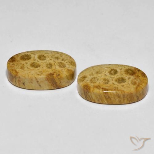 Shop natural 29.82ct Multicolore corail fossile gems, ovale, from Indonésie at GemSelect. In stock, global shipping!