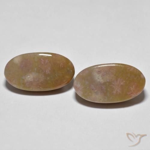 16.71ctw Naturel Multicolore corail fossile, ovale, Opaque