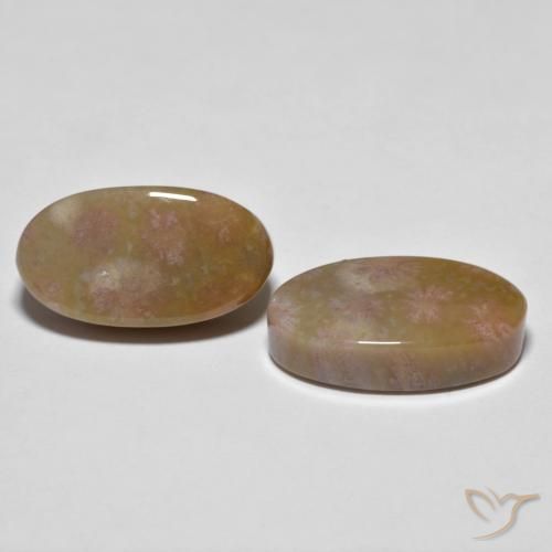 Shop natural 16.71ct Multicolore corail fossile gems, ovale, from Indonésie at GemSelect. In stock, global shipping!