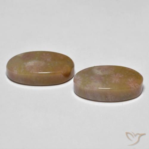 Shop natural 16.71ct Multicolore corail fossile gems, ovale, from Indonésie at GemSelect. In stock, global shipping!