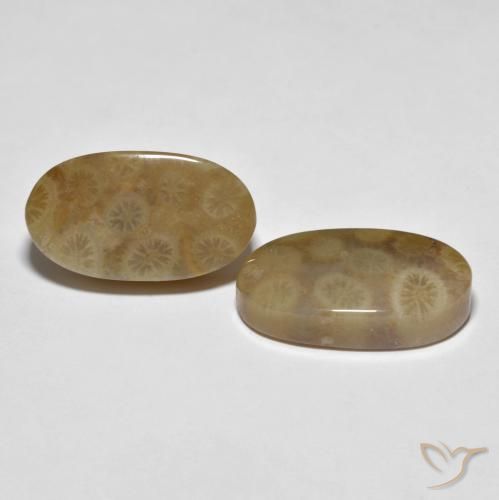 Shop natural 22.01ct Multicolore corail fossile gems, ovale, from Indonésie at GemSelect. In stock, global shipping!