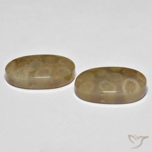 Shop natural 22.01ct Multicolore corail fossile gems, ovale, from Indonésie at GemSelect. In stock, global shipping!