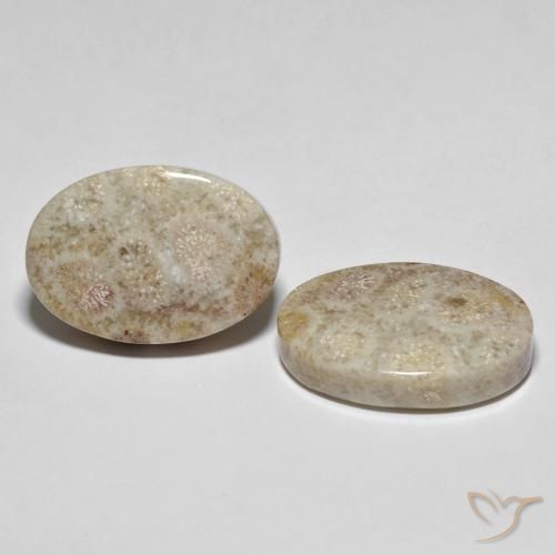 Shop natural 35.42ct Multicolore corail fossile gems, ovale, from Indonésie at GemSelect. In stock, global shipping!