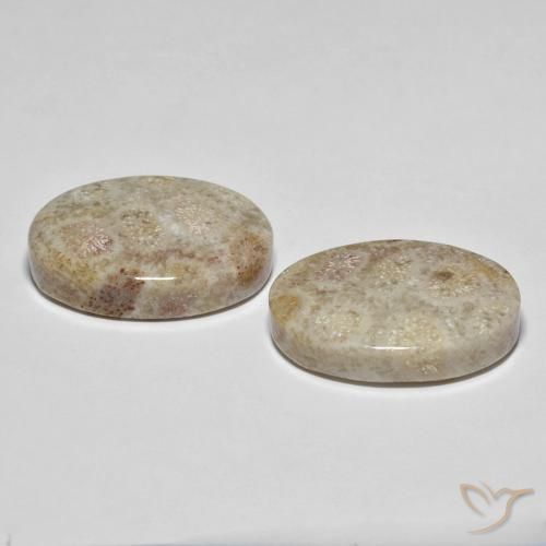 Shop natural 35.42ct Multicolore corail fossile gems, ovale, from Indonésie at GemSelect. In stock, global shipping!