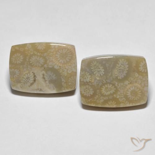 Shop natural 30.23ct Multicolore Corail fossile gems, Coussin, from Indonésie at GemSelect. In stock, global shipping!