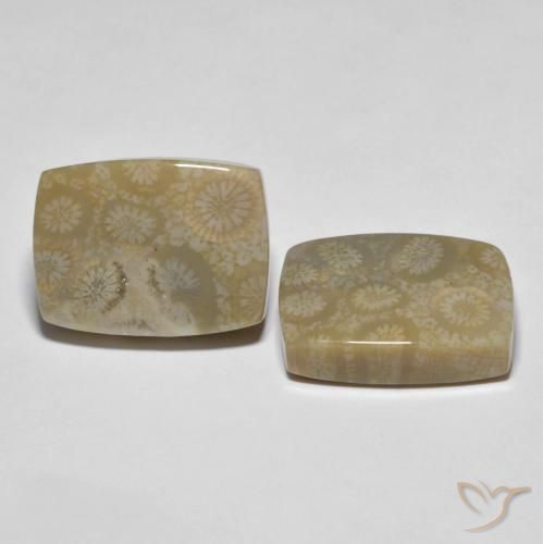 Shop natural 30.23ct Multicolore Corail fossile gems, Coussin, from Indonésie at GemSelect. In stock, global shipping!