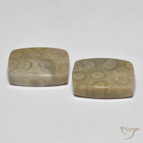 Shop natural 30.23ct Multicolore Corail fossile gems, Coussin, from Indonésie at GemSelect. In stock, global shipping!