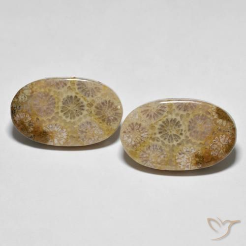 26.38ctw Naturel Multicolore corail fossile, ovale, Opaque