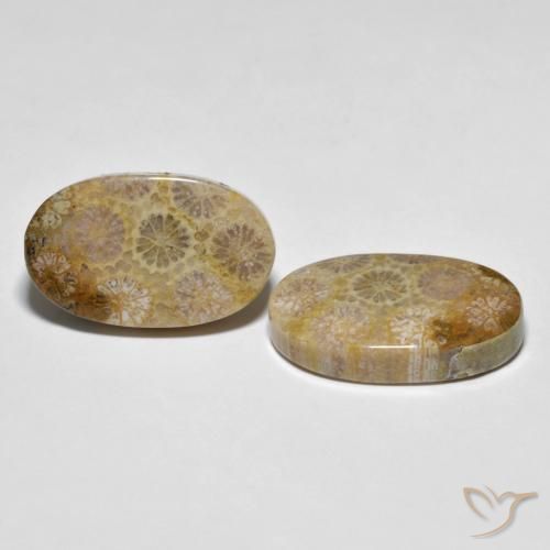 Shop natural 26.38ct Multicolore corail fossile gems, ovale, from Indonésie at GemSelect. In stock, global shipping!
