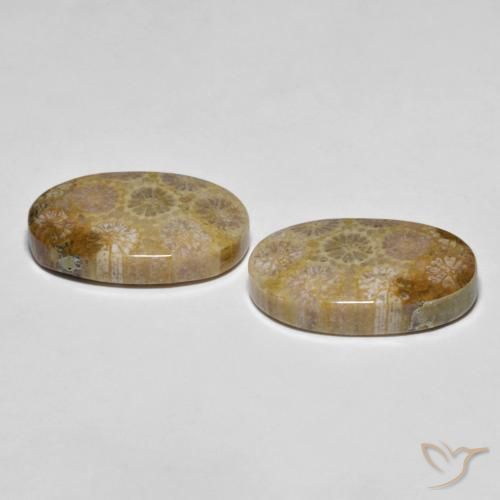 Shop natural 26.38ct Multicolore corail fossile gems, ovale, from Indonésie at GemSelect. In stock, global shipping!