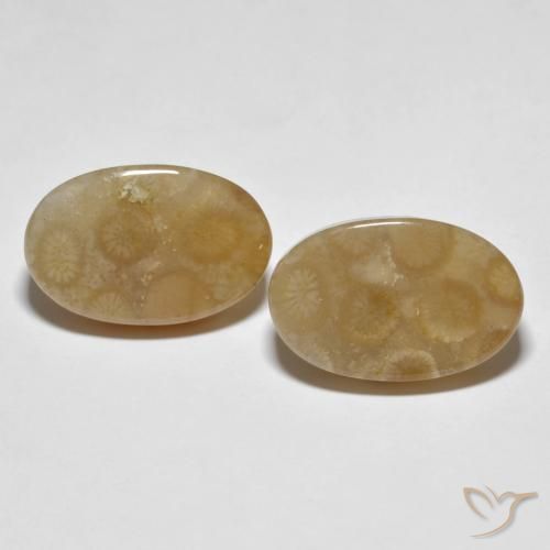 Shop natural 22.89ct Multicolore Corail fossile gems, ovale, from Indonésie at GemSelect. In stock, global shipping!