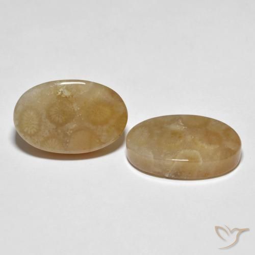 Shop natural 22.89ct Multicolore Corail fossile gems, ovale, from Indonésie at GemSelect. In stock, global shipping!