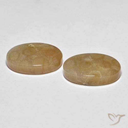 Shop natural 22.89ct Multicolore Corail fossile gems, ovale, from Indonésie at GemSelect. In stock, global shipping!