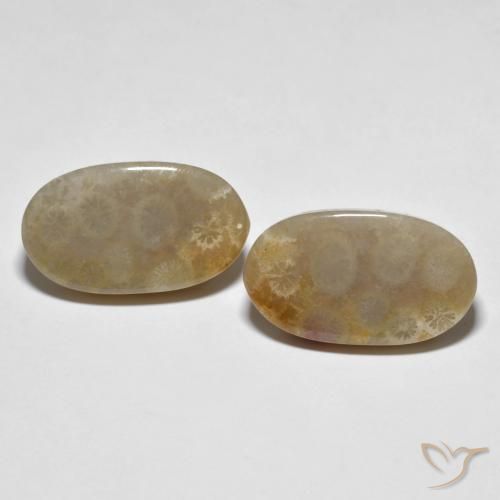 Shop natural 21.87ct Multicolore Corail fossile gems, ovale, from Indonésie at GemSelect. In stock, global shipping!