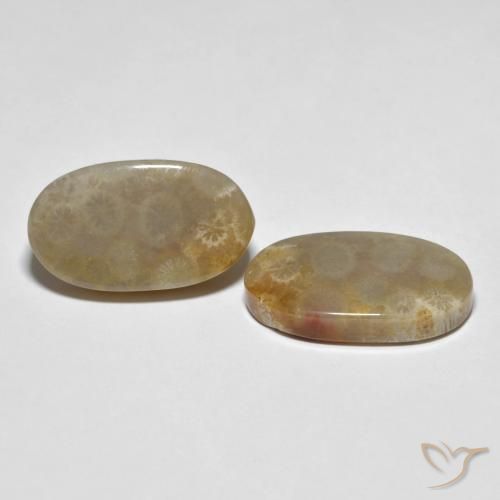 Shop natural 21.87ct Multicolore Corail fossile gems, ovale, from Indonésie at GemSelect. In stock, global shipping!