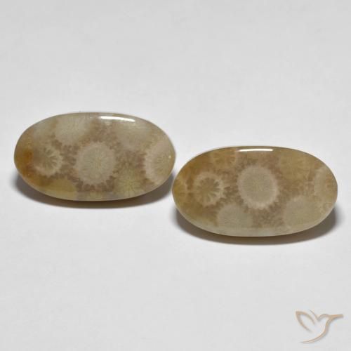 Shop natural 22.28ct Multicolore Corail fossile gems, ovale, from Indonésie at GemSelect. In stock, global shipping!
