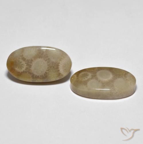 Shop natural 22.28ct Multicolore Corail fossile gems, ovale, from Indonésie at GemSelect. In stock, global shipping!