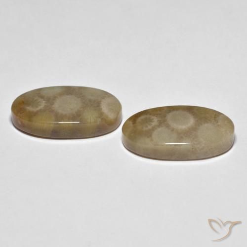 Shop natural 22.28ct Multicolore Corail fossile gems, ovale, from Indonésie at GemSelect. In stock, global shipping!