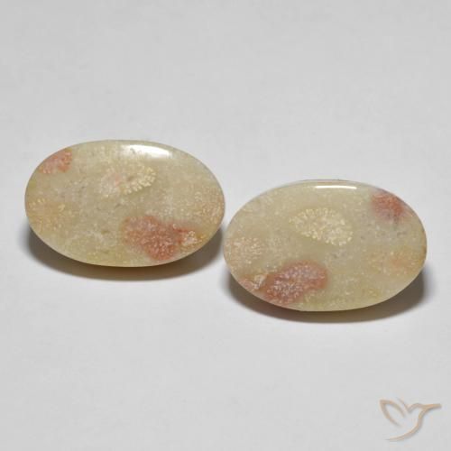 Shop natural 23.37ct Multicolore Corail fossile gems, ovale, from Indonésie at GemSelect. In stock, global shipping!