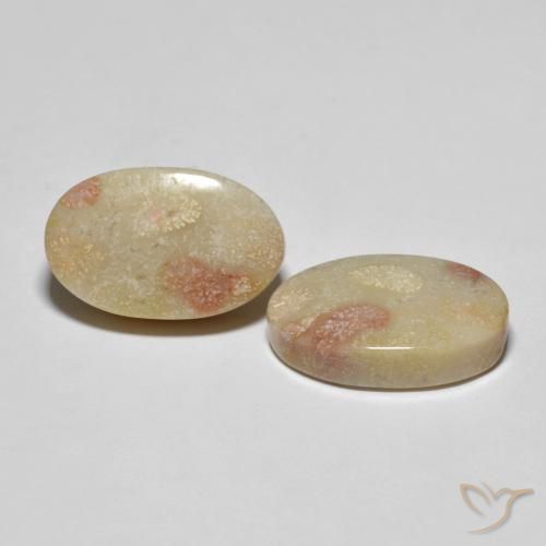 Shop natural 23.37ct Multicolore Corail fossile gems, ovale, from Indonésie at GemSelect. In stock, global shipping!