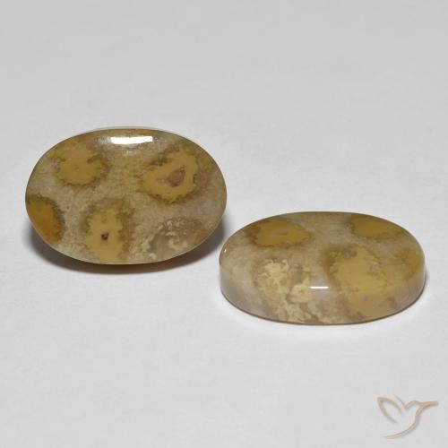 Shop natural 21.52ct Multicolore corail fossile gems, ovale, from Indonésie at GemSelect. In stock, global shipping!