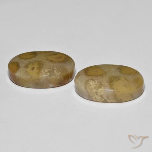 Shop natural 21.52ct Multicolore corail fossile gems, ovale, from Indonésie at GemSelect. In stock, global shipping!