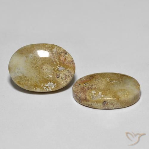 Achetez naturel 16,68ct multicolore corail fossile gems, coupe ovale, en provenance indonésie chez gemselect. en stock, livraison internationale!