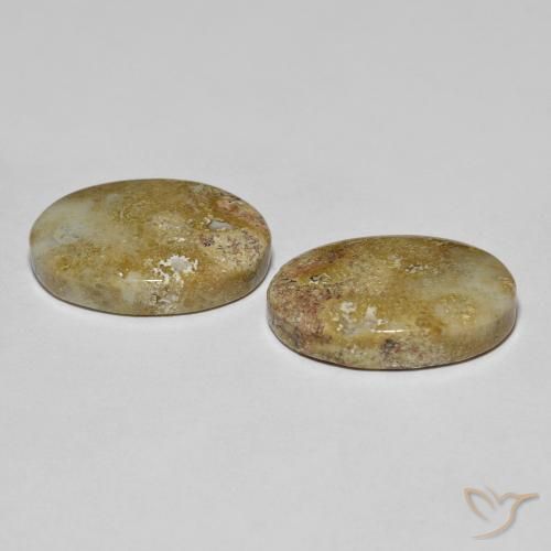 Achetez naturel 16,68ct multicolore corail fossile gems, coupe ovale, en provenance indonésie chez gemselect. en stock, livraison internationale!