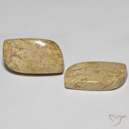 Shop natural 27.38ct Multicolore corail fossile gems, Fantaisie, from Indonésie at GemSelect. In stock, global shipping!