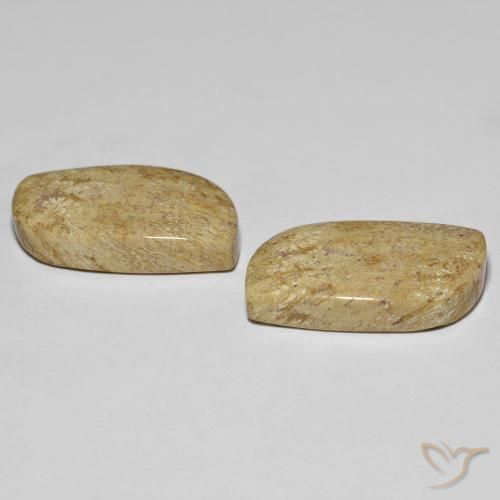 Shop natural 27.38ct Multicolore corail fossile gems, Fantaisie, from Indonésie at GemSelect. In stock, global shipping!