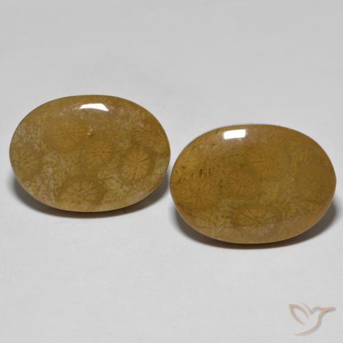 26.39ctw Naturel Multicolore corail fossile, ovale, Opaque