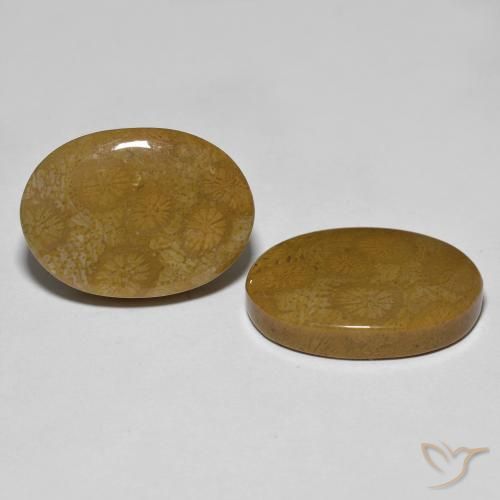 Shop natural 26.39ct Multicolore corail fossile gems, ovale, from Indonésie at GemSelect. In stock, global shipping!