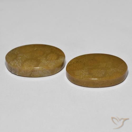 Shop natural 26.39ct Multicolore corail fossile gems, ovale, from Indonésie at GemSelect. In stock, global shipping!